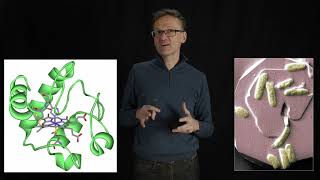 Lecture 07 concept 19 Cytochrome C [upl. by Indira]