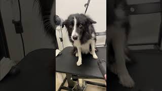 Lovely Border Collie Spa and Grooming [upl. by Gayner]