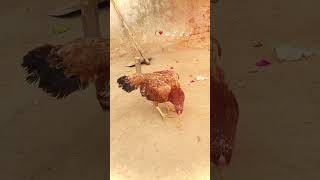 Kon si nasal hay ❤️🐔viralvideo aseel [upl. by Chuu]