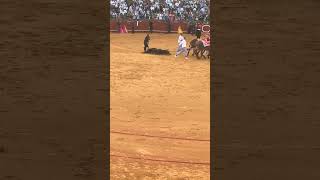 Check out this Bull fighting tradition in Spain [upl. by Benildis]