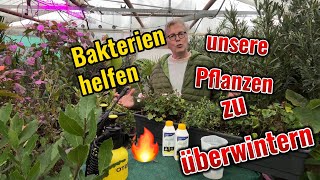 Bakterien helfen Pflanzen gesund zu bleiben [upl. by Animsay]