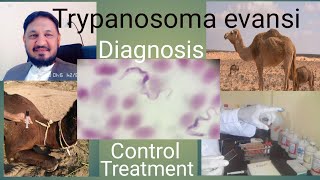 Trypanosomiasis treatment  Surra Diagnosis Treatment  Control of flies  drj vet clinic [upl. by Mireielle485]