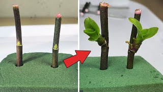 Tips to propagate orchids super fast use Floral Foam Green [upl. by Dragon898]