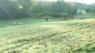 FARMER CATCHES BIGFOOT ON VIDEO [upl. by Ches]