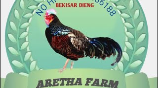 Ayam seharga motor [upl. by Frida]