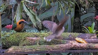 Whitetipped Dove Feeds On Rice Before Motmot Arrives At The Panama Feeder – September 2 2024 [upl. by Gasper132]