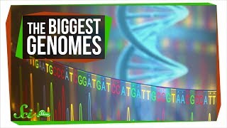 The Mystery of the Biggest Genomes [upl. by Nelyahs918]