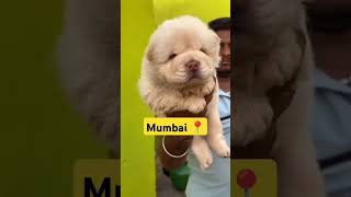 Chow chow puppy sale in mumbai call8652858800 chowchow dog mumbai pets doglover [upl. by Bat]