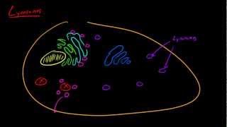 Biology Lecture  24  Lysosome [upl. by Stoneman]