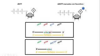 Secuenciación capilar de DNA  Método Sanger [upl. by Dnalhsa]