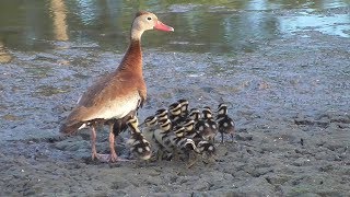 Blackbellied Whistling Duck family Los Fresnos Texas [upl. by Joub]