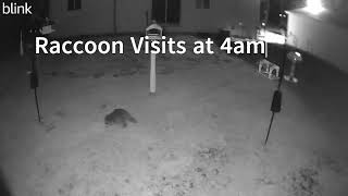 Opossum and Raccoon visit the feeder area 4am 4282024  MidMichigan Backyard [upl. by Tadeo]