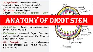 Anatomy of dicot stem [upl. by Florance800]