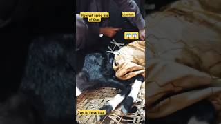 How vet saved life of GoatListeriosisCircling Disease drfaisallillavet shortsshorttrending [upl. by Aneer]