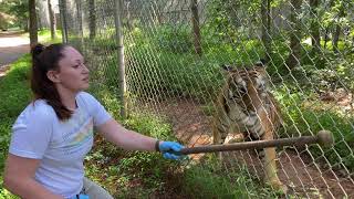 Operant Conditioning with Keri and Riley Tiger [upl. by Rosena]