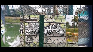 animals at mini zoo kolkata [upl. by Parrott64]