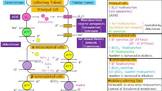 Transport in Collecting Tubules Chapter 28 part 6 Guyton and Hall Physiology [upl. by Adnamor489]