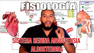 Fisiología  Sistema Renina Angiotensina Aldosterona Mácula Densa Aparato Yuxtaglomerular [upl. by Dorinda]