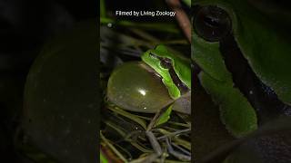 European frog calls Tree frog Firebellied toad Green toad Marsh frog [upl. by Aleron412]