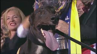 2006 GREYHOUND DERBY FINAL  WESTMEAD HAWK [upl. by Zollie]