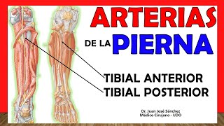 Periostitis tibial ¿Qué es ¿Qué lo causa [upl. by Anippesuig]