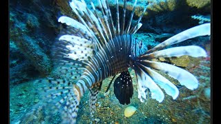 Lionfish Have TAKEN OVER We Did Our Part Scuba Diving Around VENEMOUS Fish [upl. by Kamila]