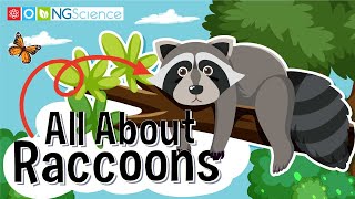 All About Raccoons [upl. by Dnomad63]