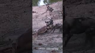 Pregnant Impala amp Unborn Calf eaten alive [upl. by Enaillil]