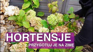 Kiedy okrywać hortensje na zimę Hortensja przycinanie jesienią Hortensja ogrodowa i bukietowa [upl. by Tonina]