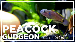 Project Peacock Gudgeon Guide [upl. by Waite8]