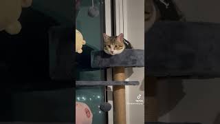 cats cat catadventures animalmeow cute catventures catmeow kitten catexplorer jealous [upl. by Jeffries846]