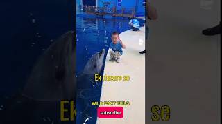 Dolphins Life Facts facts dolphin animalshorts viralvideo dolphindance [upl. by Evey]