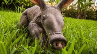 Aardvark  Information and facts [upl. by Ahsiret488]