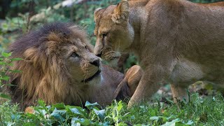 Leeuwinnen komen en gaan  Burgers Zoo Natuurlijk  Arnhem [upl. by Asiil683]