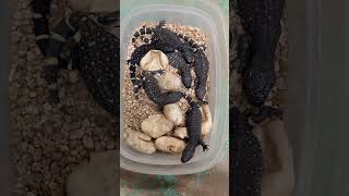 Ultra Black Beaded Lizards Heloderma horridum [upl. by Asiil]