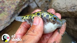 Hombre salva una escuela entera de pequeños peces globo atascados  El Dodo [upl. by Alane]