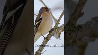 common chaffinch bird shorts birds kicau burung kicaumania [upl. by Alfi]