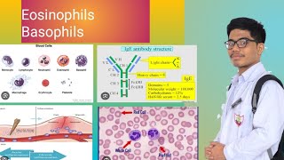 Eosinophils  Basophils Allergy  Inflammation [upl. by Johns769]