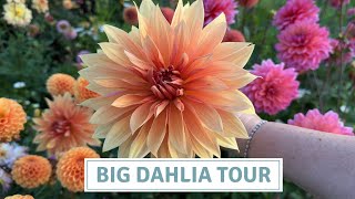 Big Dahlia Tour 2023  Supersized Dahlias [upl. by Solberg]