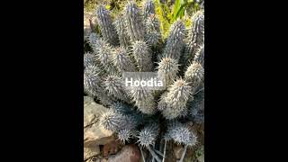 Beautiful Plants Beautiful Hoodia HoodiagardoniiCactusampSucculentsShorts [upl. by Sonni]