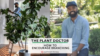 How To Encourage Branching  The Plant Doctor [upl. by Anitrak916]