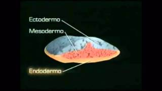 Fecundación desarrollo embrionario y fetal [upl. by Senzer]