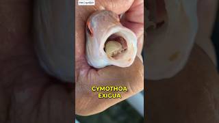 Cymothoa Exigua  The Tongueeating Parasite shorts animals fish [upl. by Hcone]