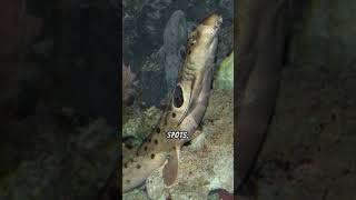 A Brief Look At The Epaulette Shark [upl. by Greenburg965]