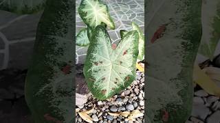 Robust Caladium Plant bicolor green red [upl. by Eyks]