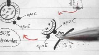 Lipoprotein Physiology LDL 34 [upl. by Dall]