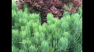 Senecio cylindricus  Narrow Leaf Chalk Sticks [upl. by Soble55]