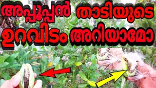 Appooppan Thadi  അപ്പൂപ്പൻ താടി   Appooppan Thadi tree 🌳 [upl. by Cirek]