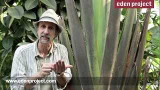 Travellers palm facts from the Eden Project [upl. by Skill112]