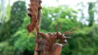 Two Lobster Moth Caterpillars ２匹のシャチホコガ幼虫警戒ポーズ [upl. by Ressler684]